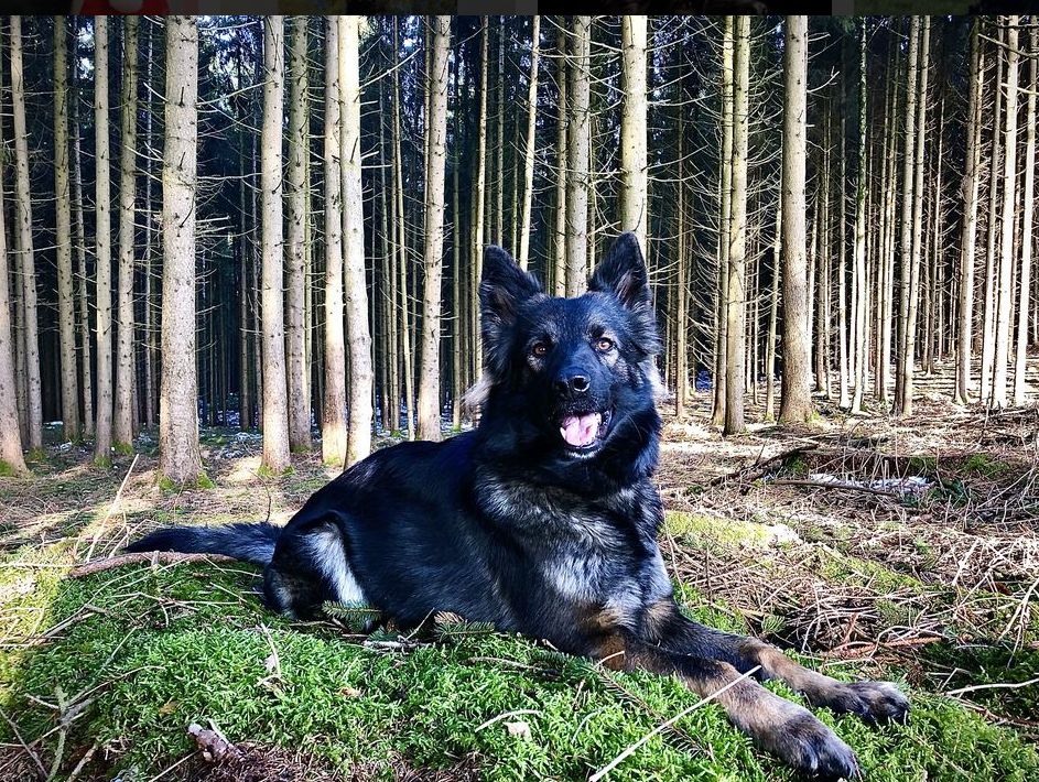 Arabella im Wald