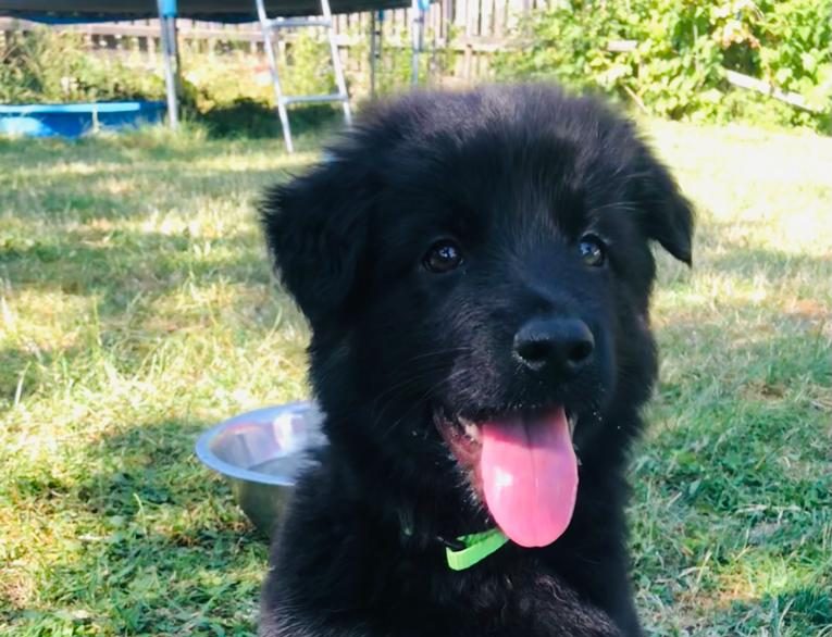 Avya