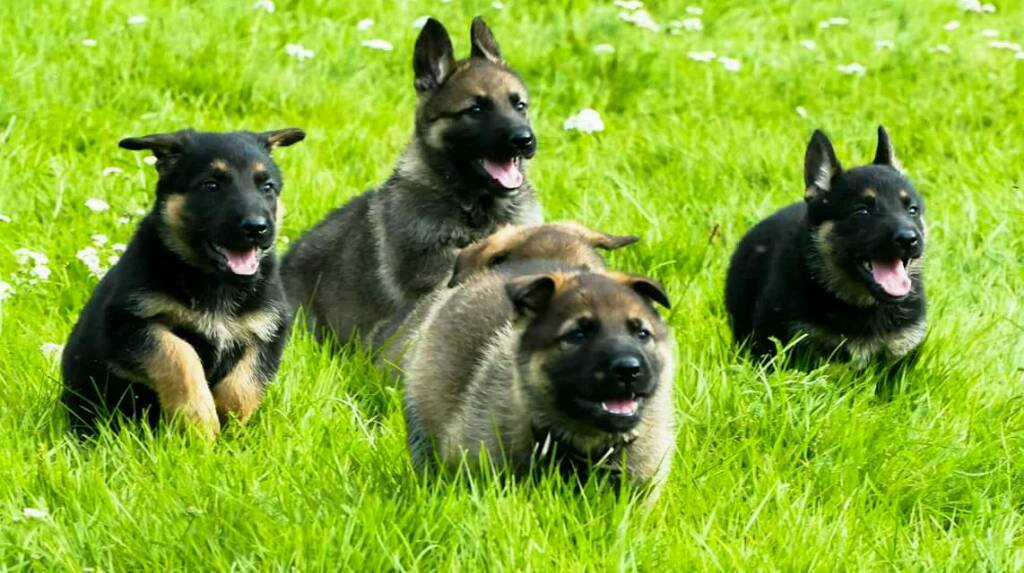 Welpen rennen im Gras