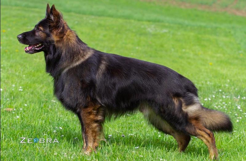 Aslan vom Geistbichl