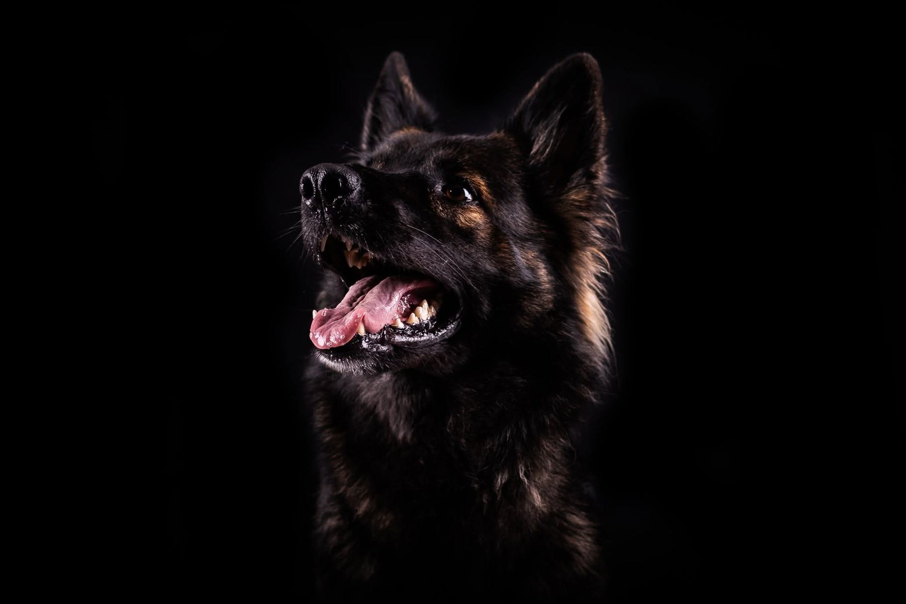 Deutscher Schäferhund Langstockhaar im Studioporträt